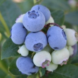 Bessenplantenkwekerij