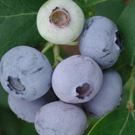 Bessenplantenkwekerij