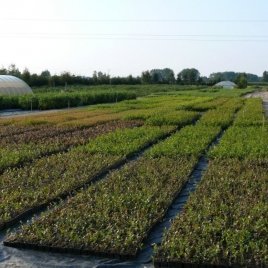 Bessenplantenkwekerij