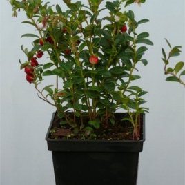 Bessenplantenkwekerij