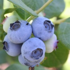 Bessenplantenkwekerij