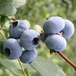 Bessenplantenkwekerij