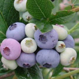 Bessenplantenkwekerij
