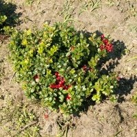 Bessenplantenkwekerij
