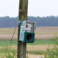 Bessenplantenkwekerij