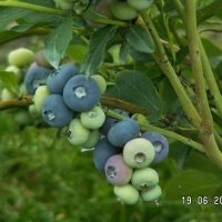 Bessenplantenkwekerij
