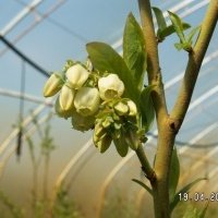 Bessenplantenkwekerij