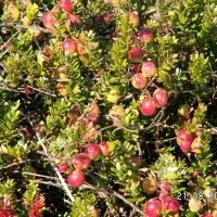 Bessenplantenkwekerij