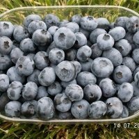 Bessenplantenkwekerij