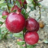Bessenplantenkwekerij