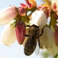Bessenplantenkwekerij