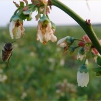 Bessenplantenkwekerij
