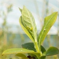 Bessenplantenkwekerij