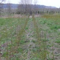 Bessenplantenkwekerij