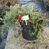 Bessenplantenkwekerij