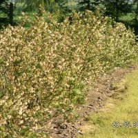 Bessenplantenkwekerij