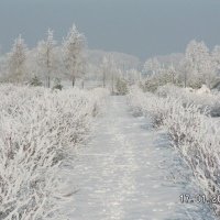 Bessenplantenkwekerij