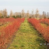 Bessenplantenkwekerij