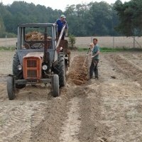Bessenplantenkwekerij