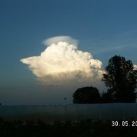 Bessenplantenkwekerij
