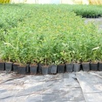Bessenplantenkwekerij
