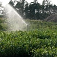 Bessenplantenkwekerij