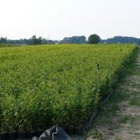 Bessenplantenkwekerij