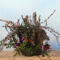 Bessenplantenkwekerij